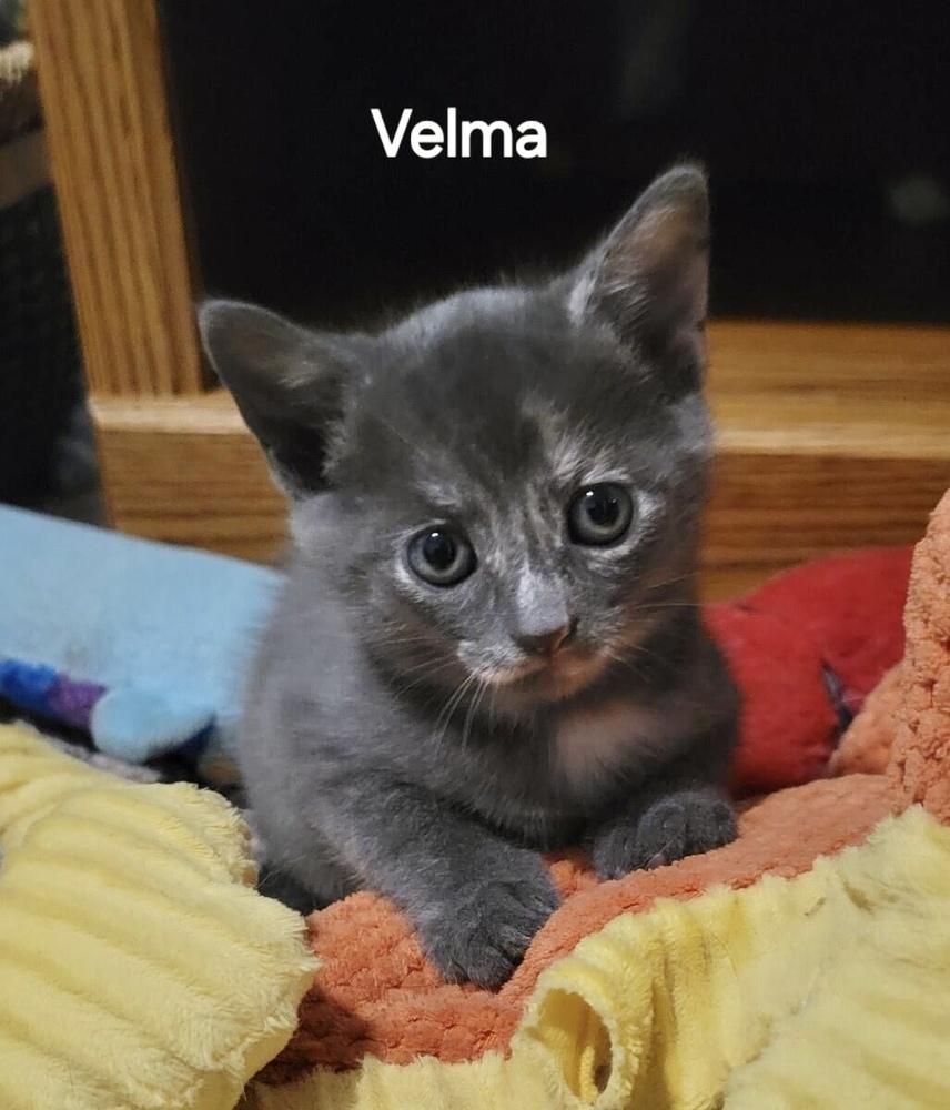 Enlarge ScoobyFam : Velma, a Adoptable Domestic Short Hair in Aurora, IN image 2/4