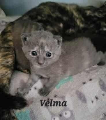 Enlarge ScoobyFam : Velma, a Adoptable Domestic Short Hair in Aurora, IN image 3/4