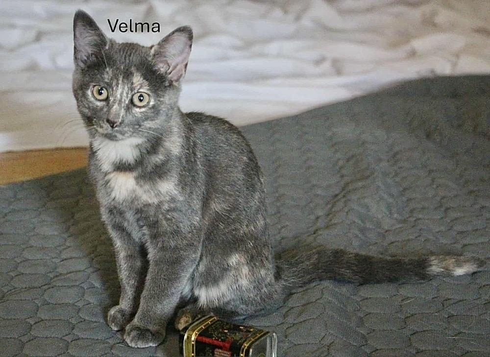 Enlarge ScoobyFam : Velma, a Adoptable Domestic Short Hair in Aurora, IN image 4/4