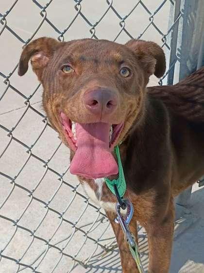 Jaxon, Adoptable, Adult Male Mixed Breed & Mixed Breed.