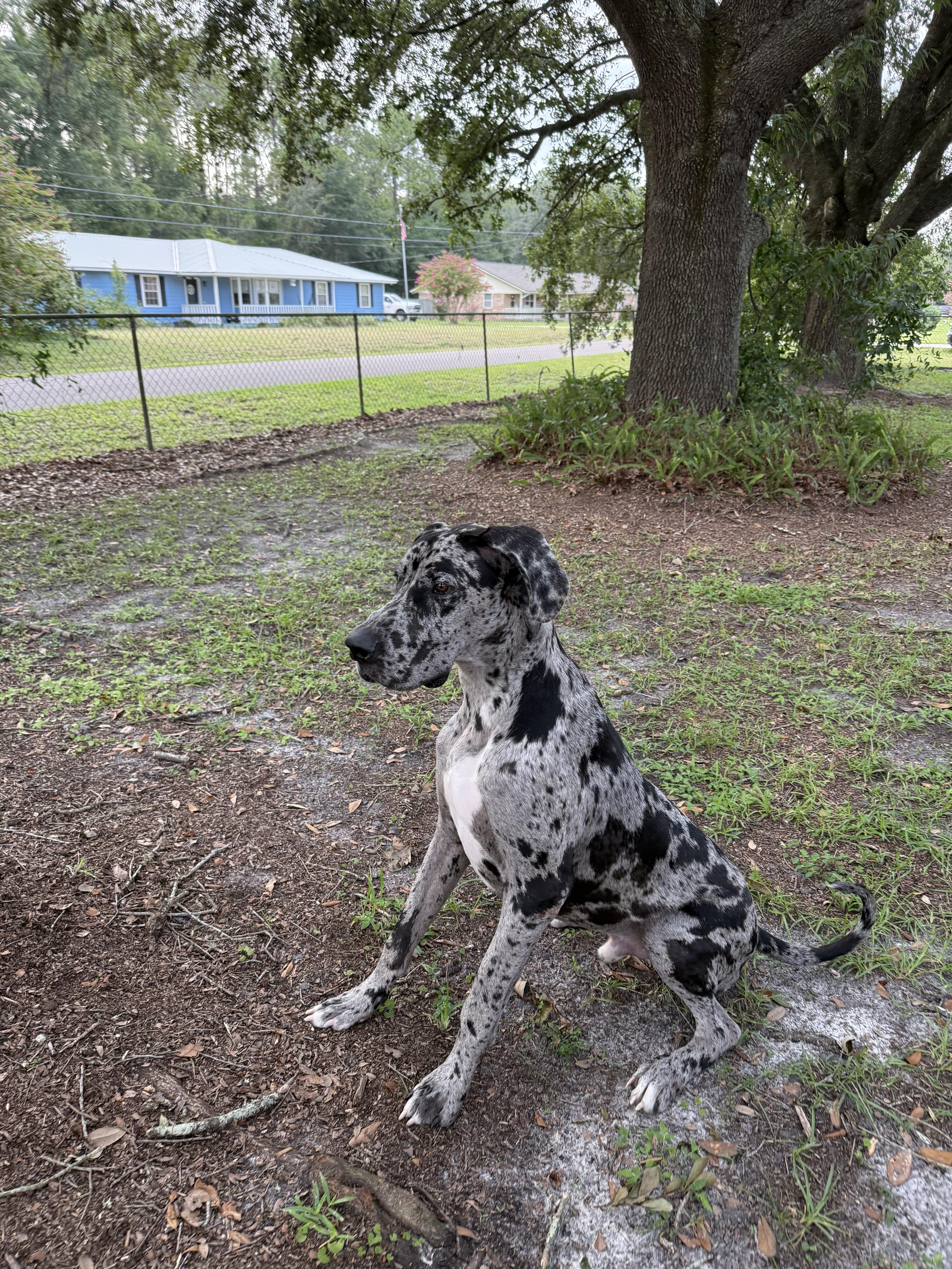 Enlarge Hades, a ADOPTABLE Great Dane in Pensacola, FL image 3/4