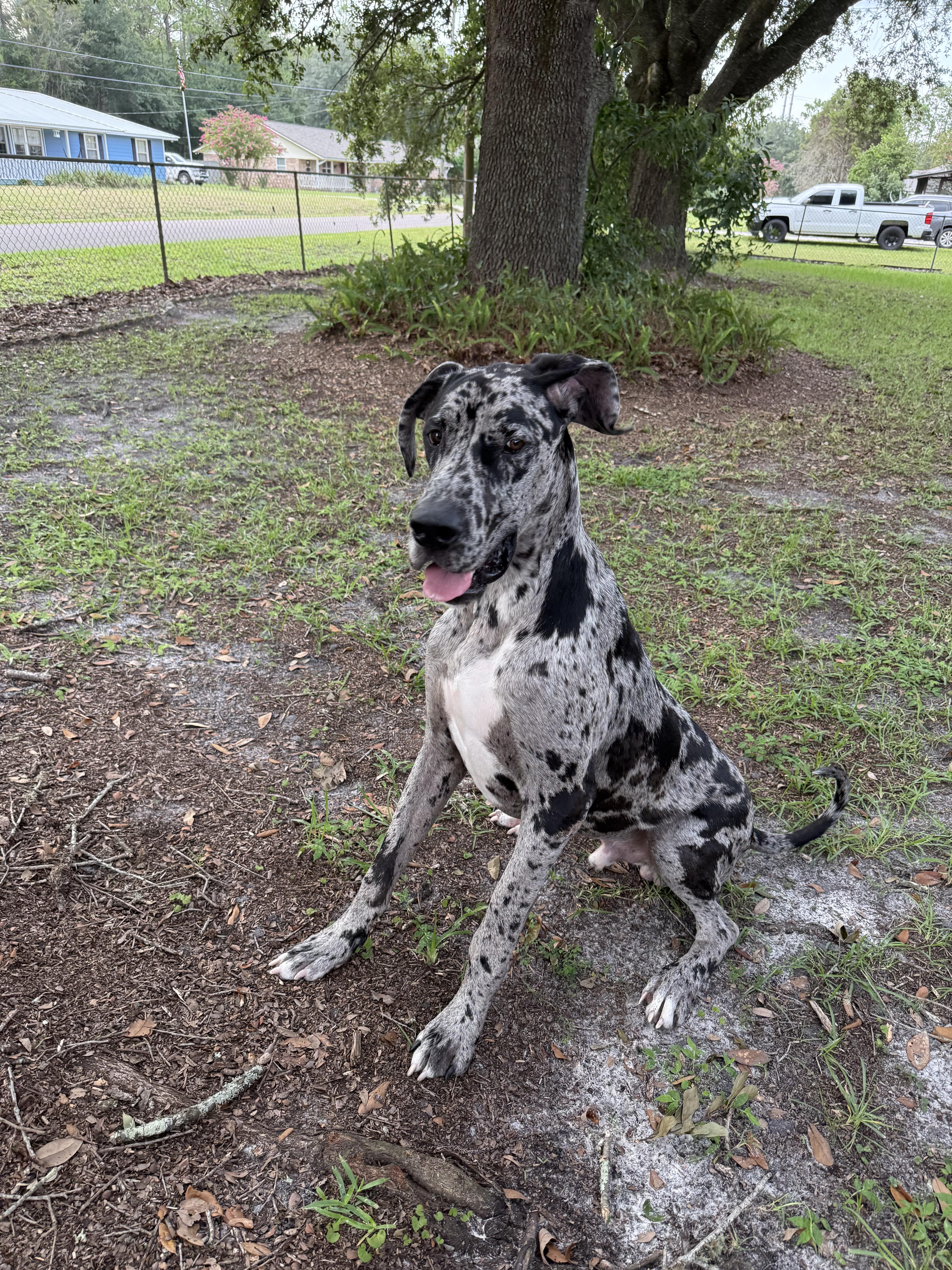 Enlarge Hades, a ADOPTABLE Great Dane in Pensacola, FL image 1/4