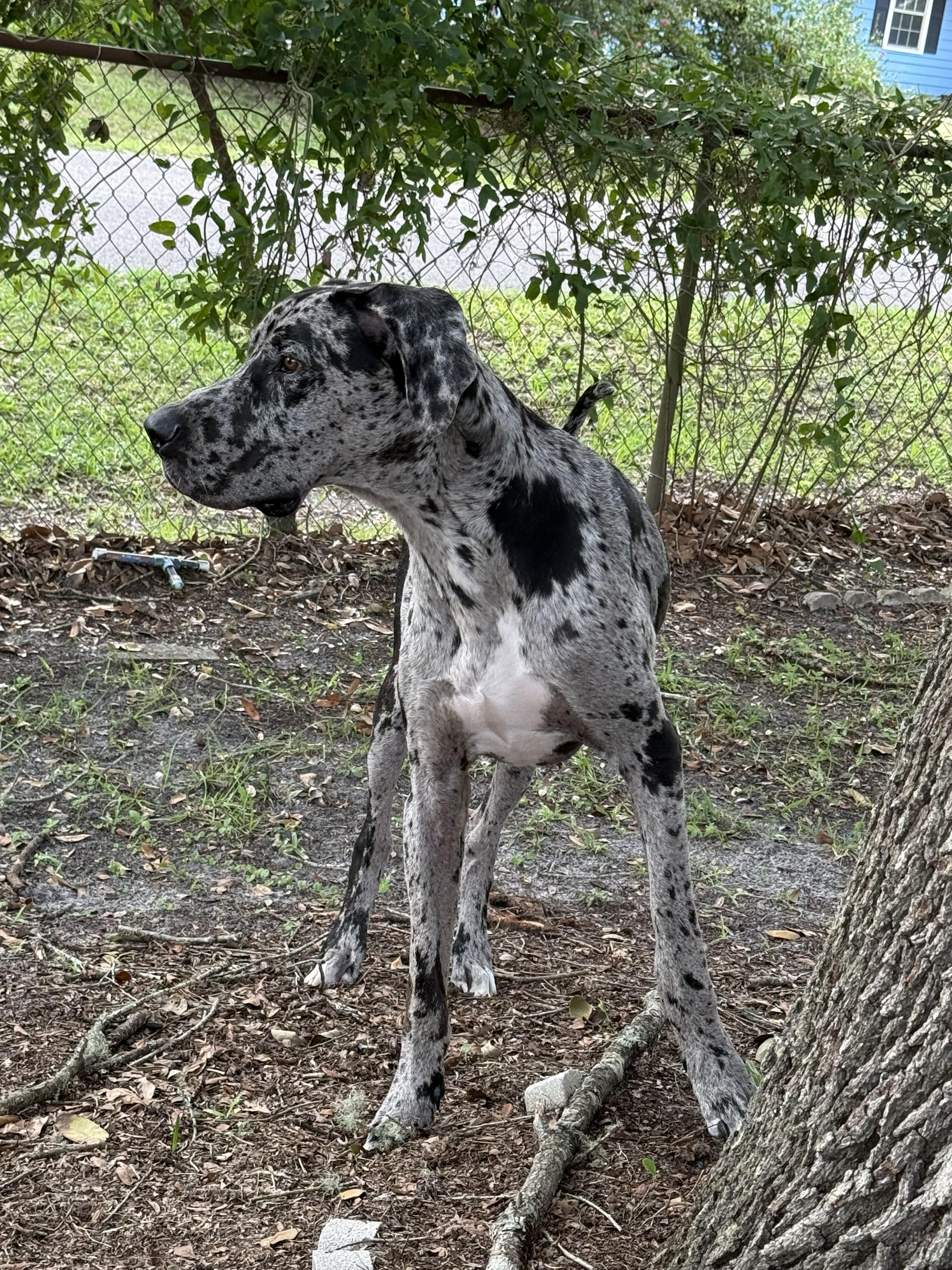 Enlarge Hades, a ADOPTABLE Great Dane in Pensacola, FL image 4/4
