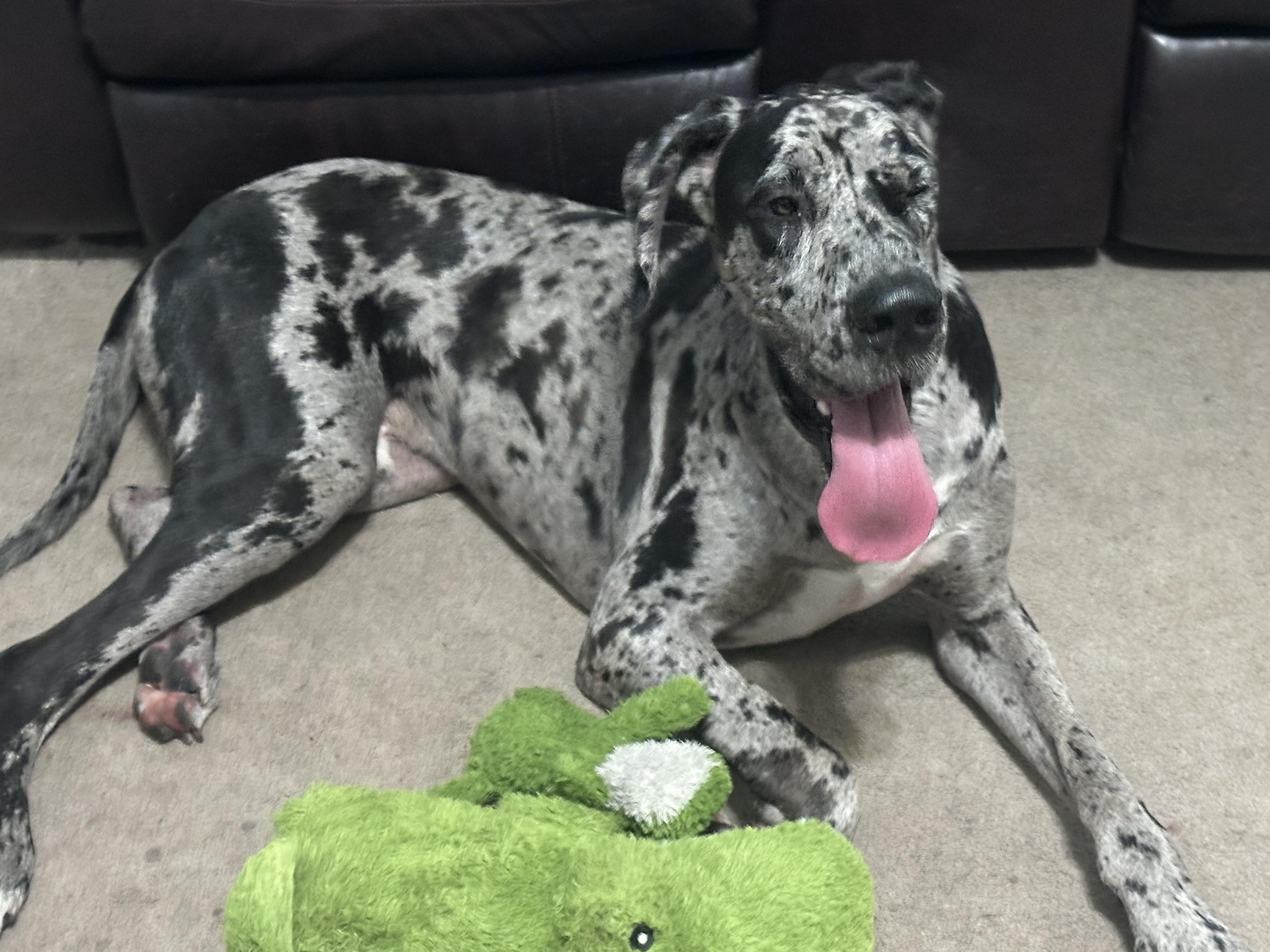Enlarge Hades, a ADOPTABLE Great Dane in Pensacola, FL image 2/4