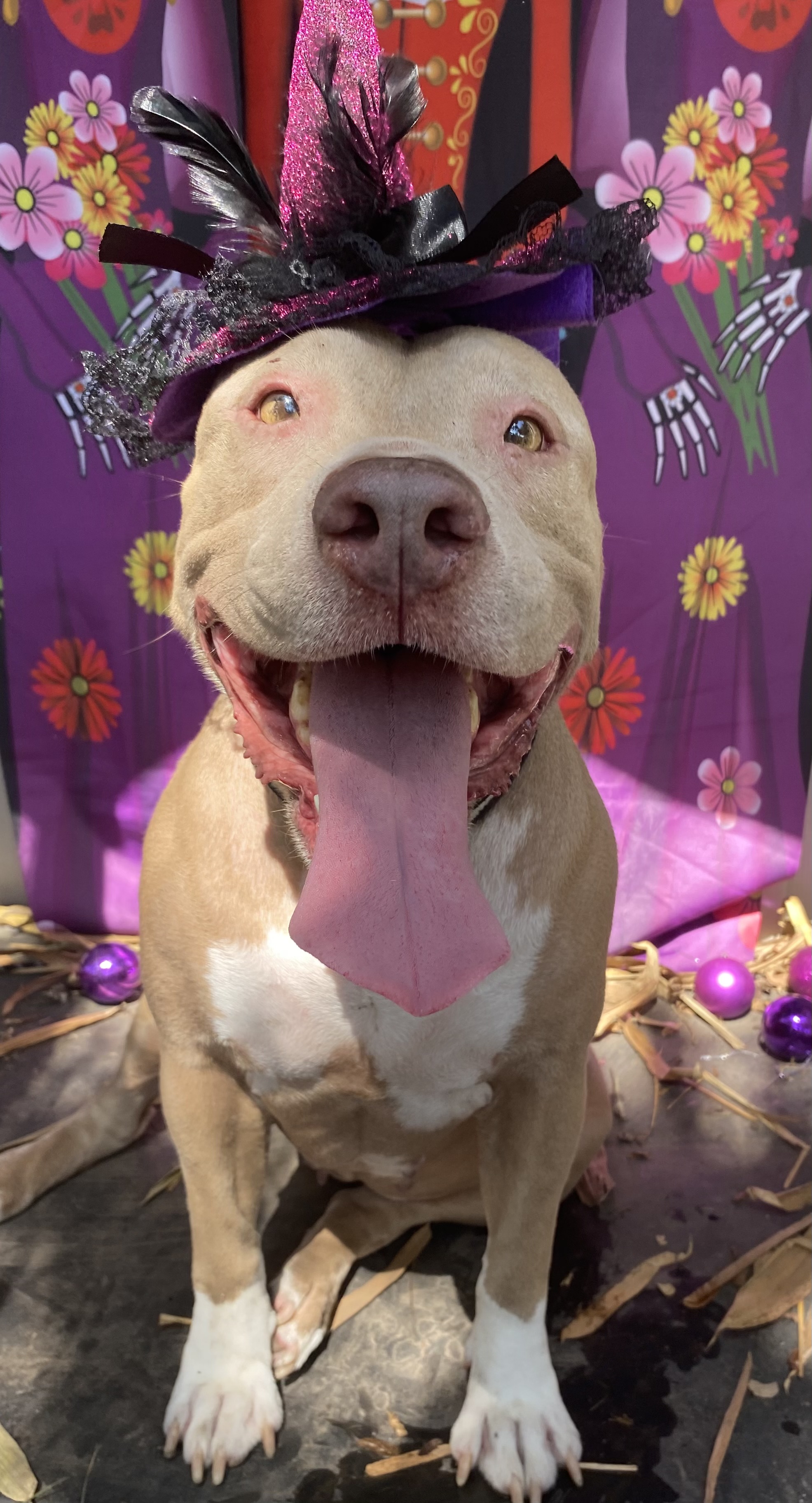 Mawana, a Adoptable Staffordshire Bull Terrier in Davie, FL image 1/6