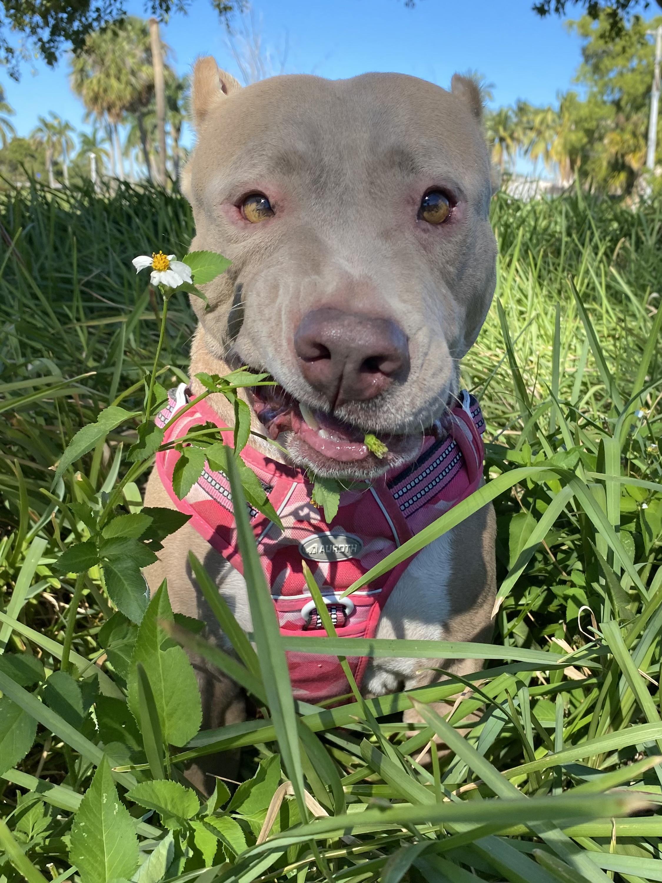 Mawana, a Adoptable Staffordshire Bull Terrier in Davie, FL image 2/6