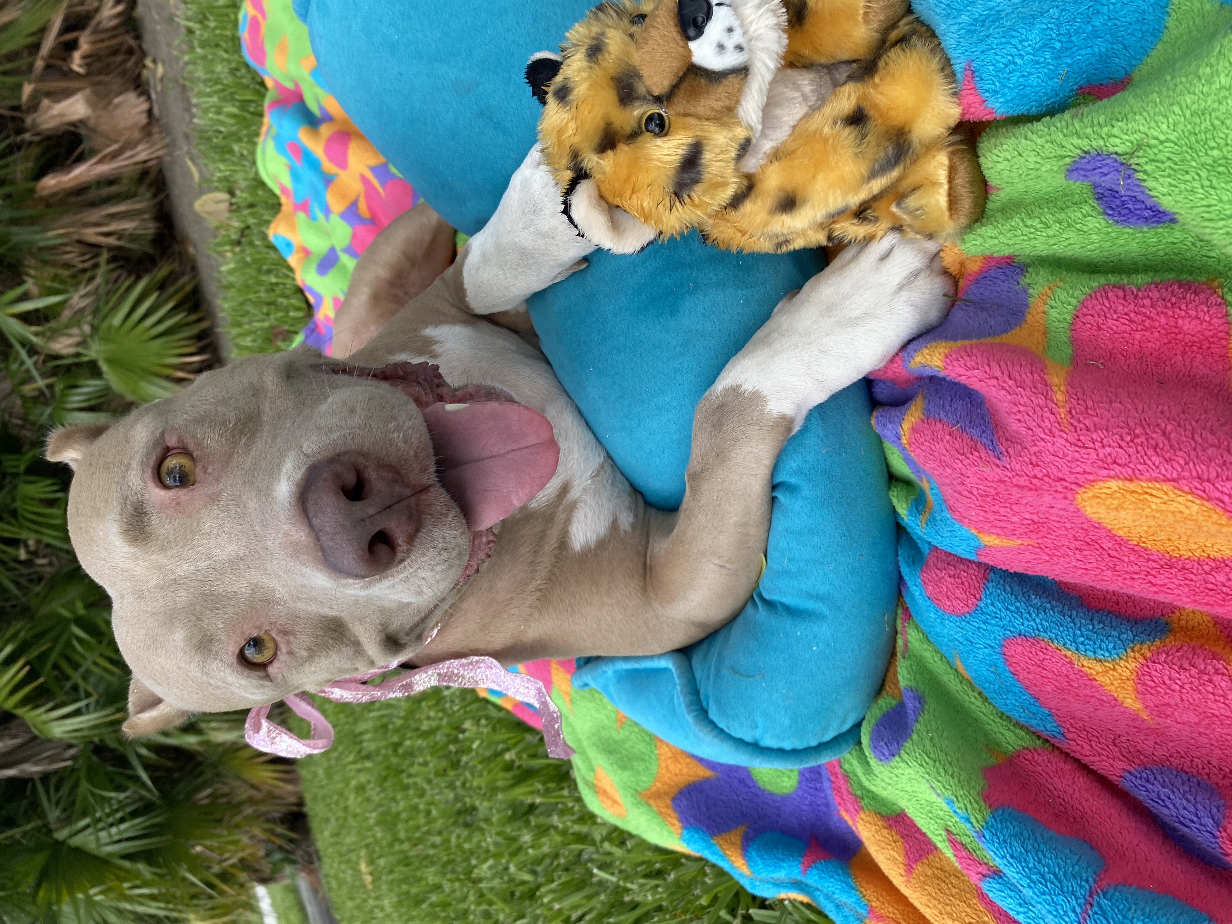 Mawana, a Adoptable Staffordshire Bull Terrier in Davie, FL image 3/6