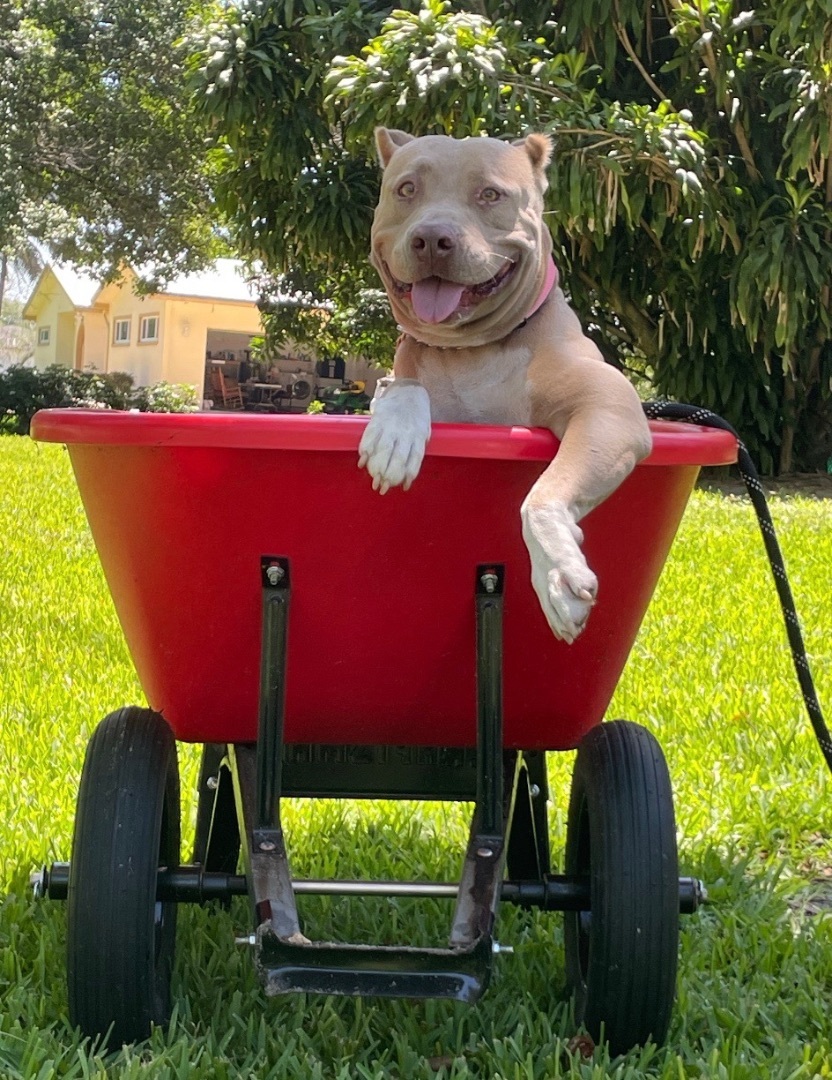 Mawana, a Adoptable Staffordshire Bull Terrier in Davie, FL image 4/6