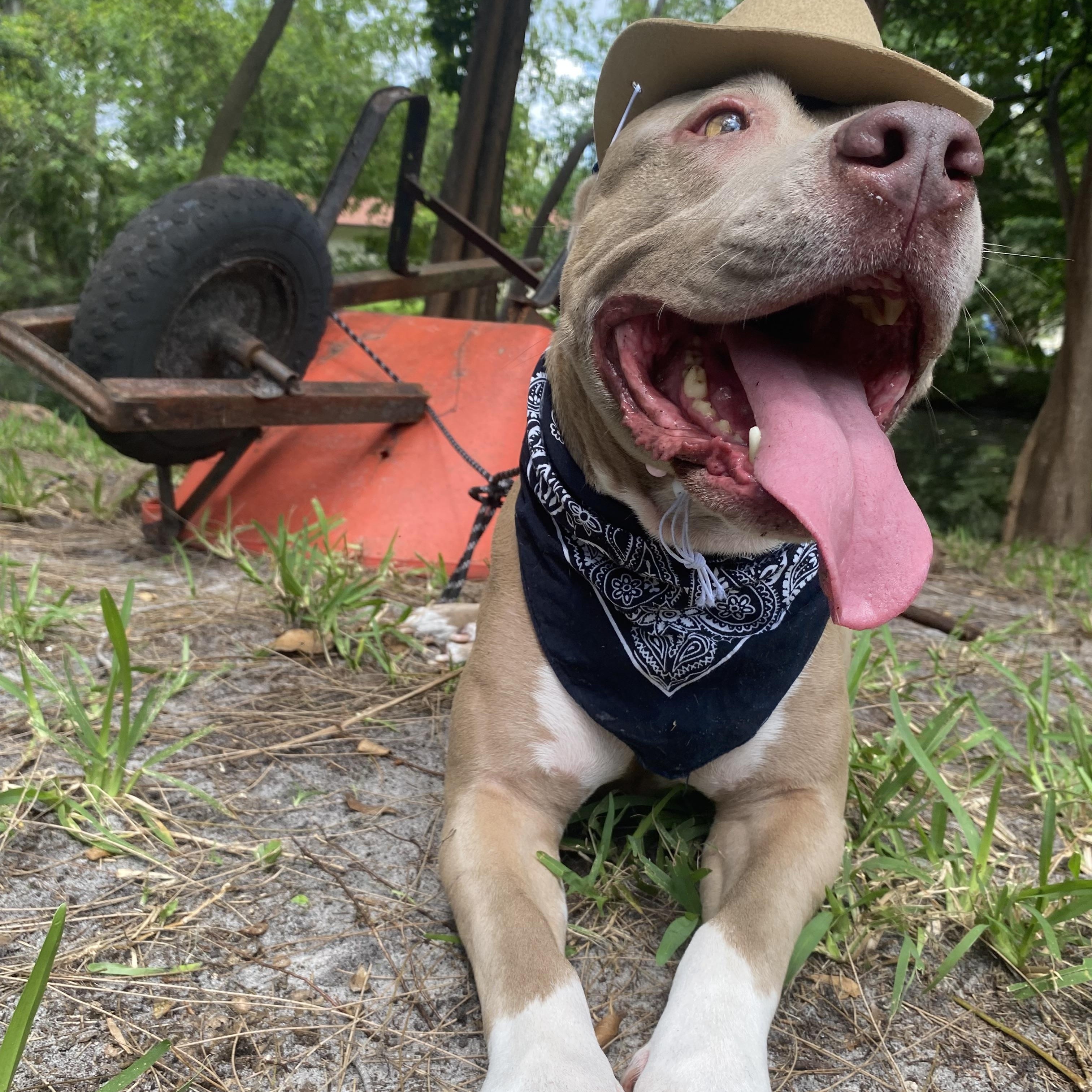 Mawana, Adoptable, Adult Female Staffordshire Bull Terrier.