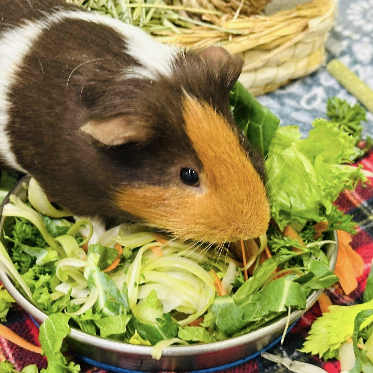 Enlarge Happy & Gilmore, a Adoptable Guinea Pig in Libertyville, IL image 4/5