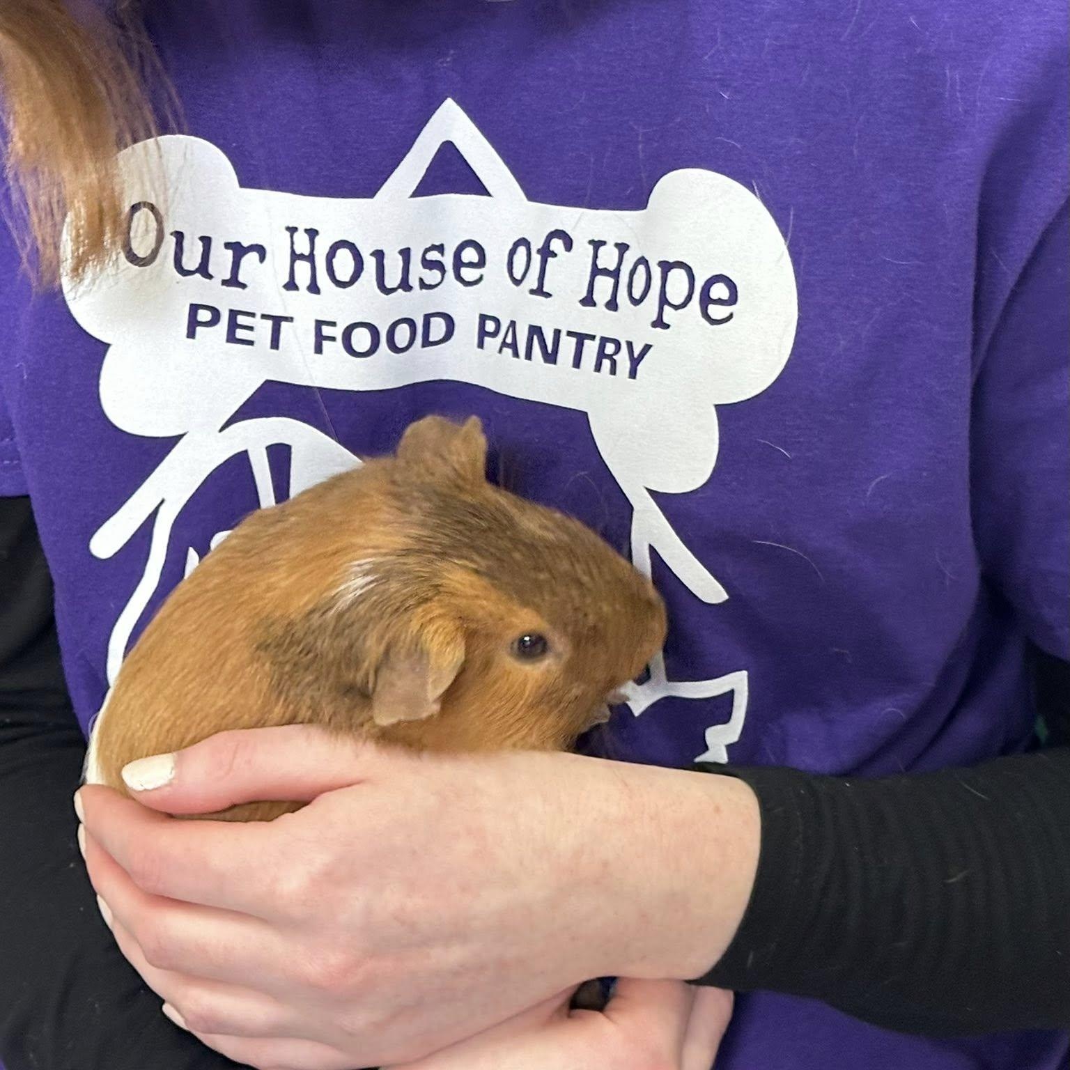 Enlarge Happy & Gilmore, a Adoptable Guinea Pig in Libertyville, IL image 3/5