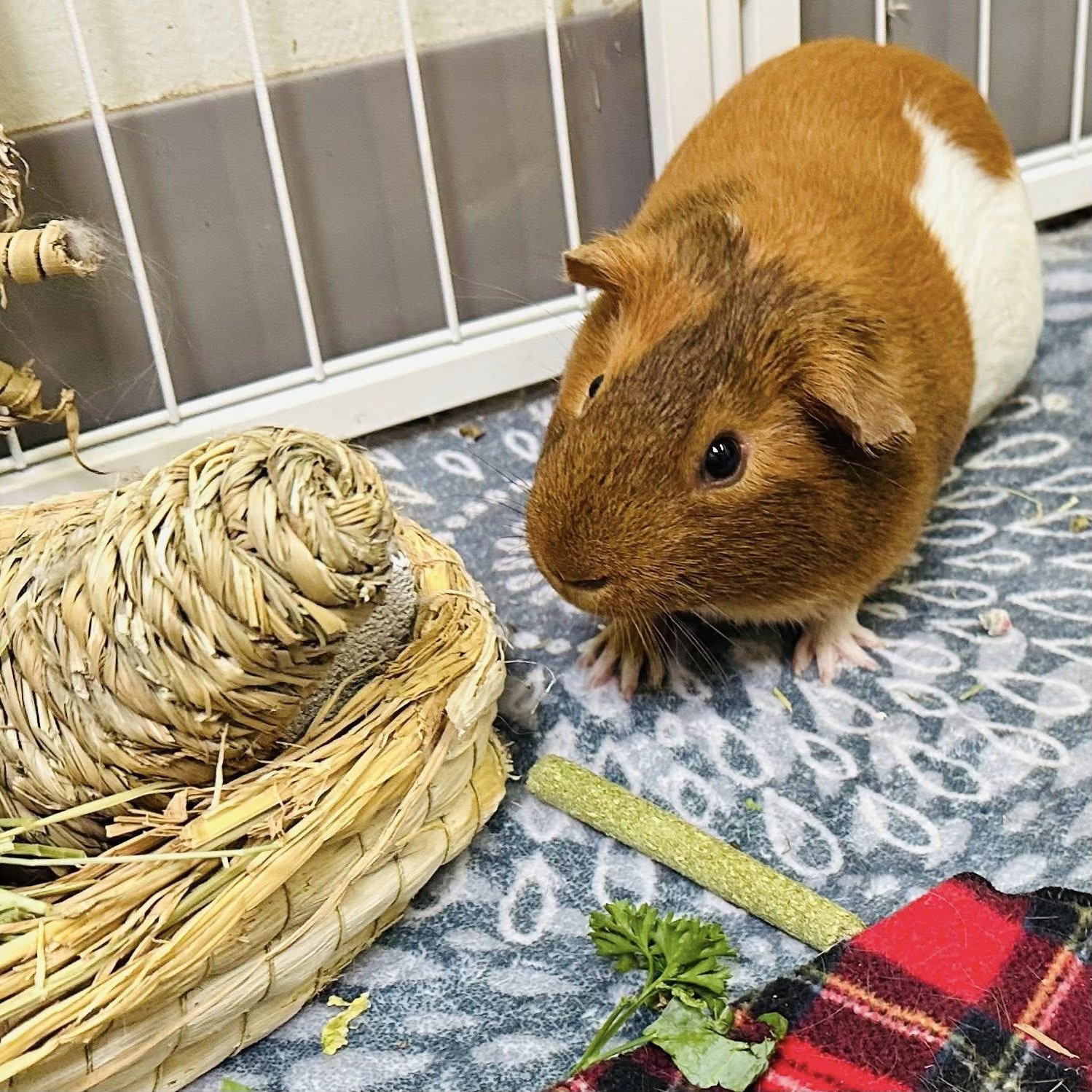 Enlarge Happy & Gilmore, a Adoptable Guinea Pig in Libertyville, IL image 2/5