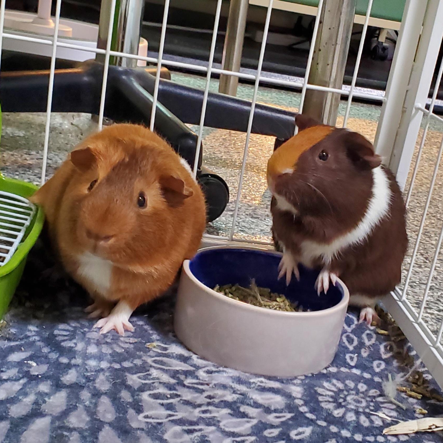 Enlarge Happy & Gilmore, a Adoptable Guinea Pig in Libertyville, IL image 1/1
