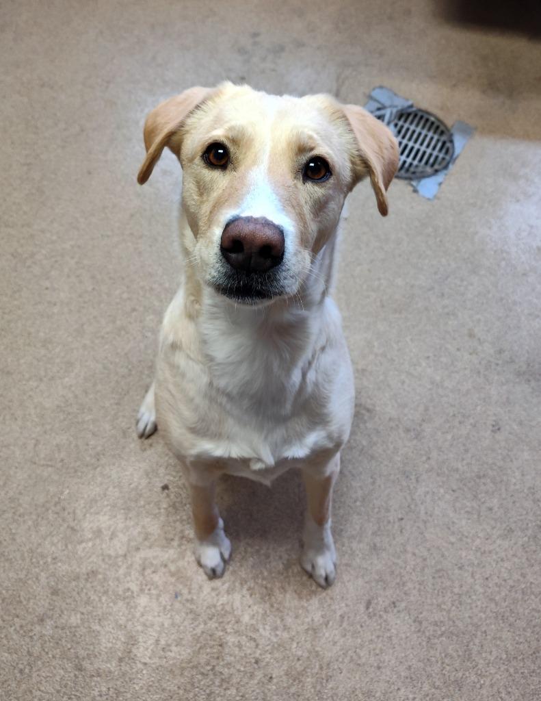 Enlarge Baby, a Adoptable Mixed Breed in Grand Forks, ND image 2/3
