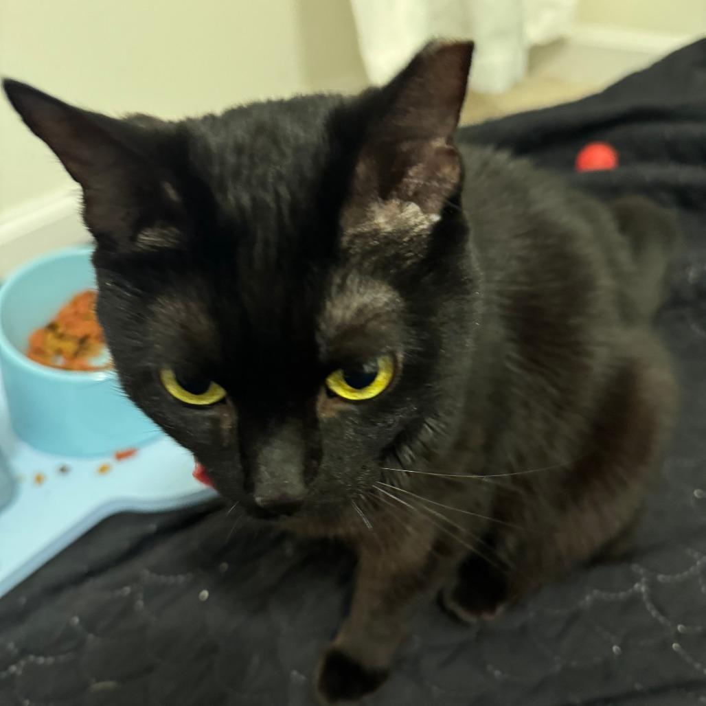 Enlarge Fairy Godmother, a Adoptable Domestic Short Hair in York, PA image 1/6