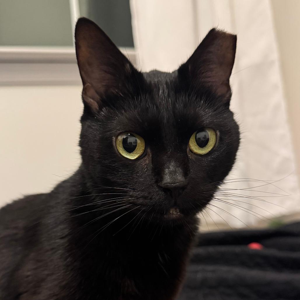 Enlarge Fairy Godmother, a Adoptable Domestic Short Hair in York, PA image 2/6