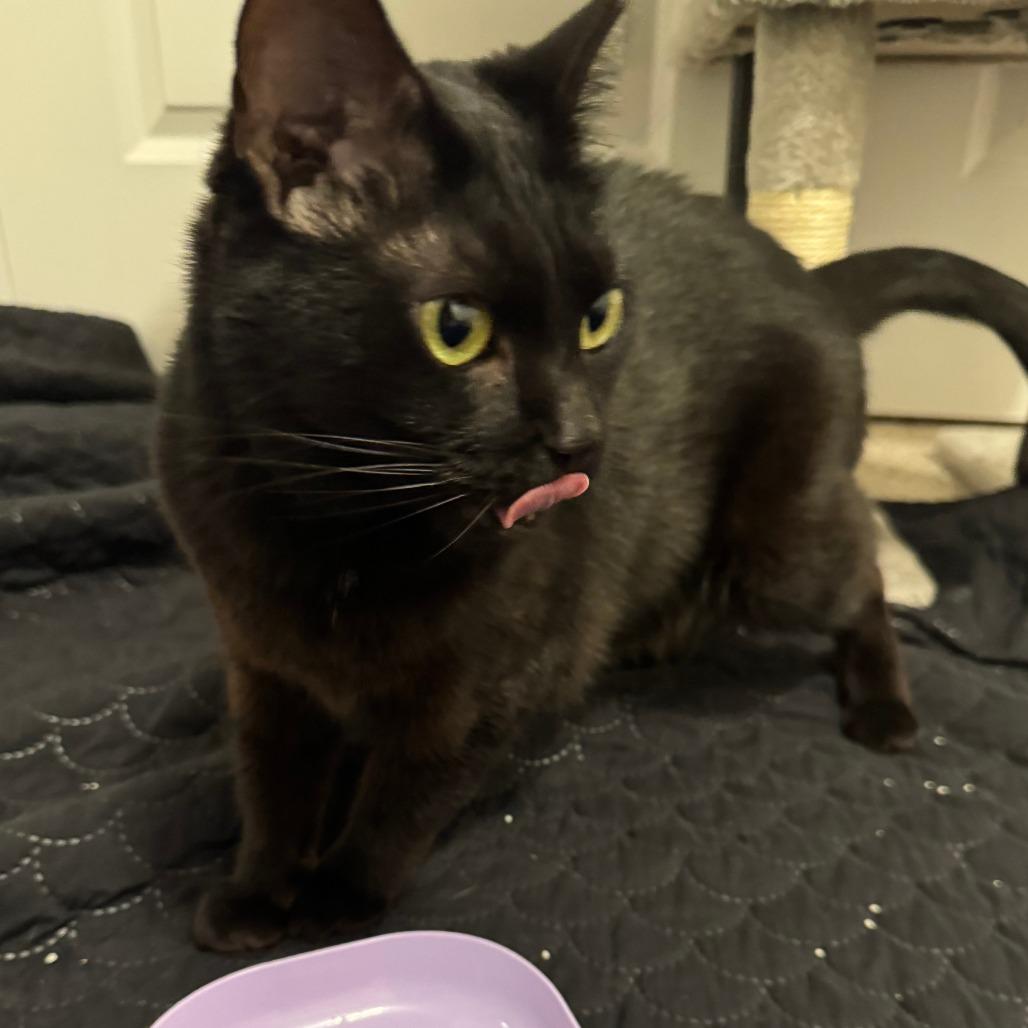 Enlarge Fairy Godmother, a Adoptable Domestic Short Hair in York, PA image 3/6