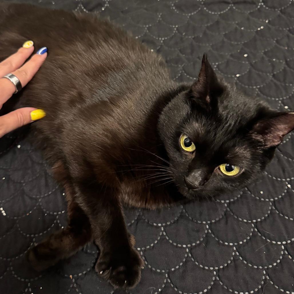 Enlarge Fairy Godmother, a Adoptable Domestic Short Hair in York, PA image 4/6