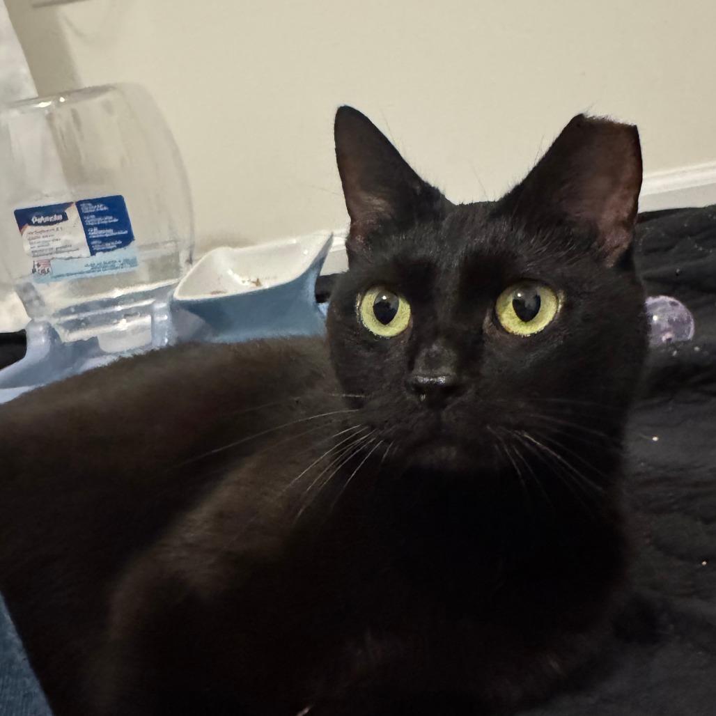 Enlarge Fairy Godmother, a Adoptable Domestic Short Hair in York, PA image 5/6