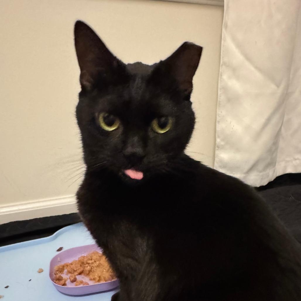 Enlarge Fairy Godmother, a Adoptable Domestic Short Hair in York, PA image 6/6