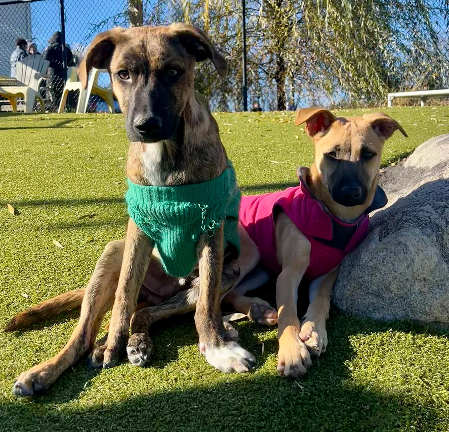 Enlarge Kira, a Adoptable mixed breed in Harrison, NY image 2/5