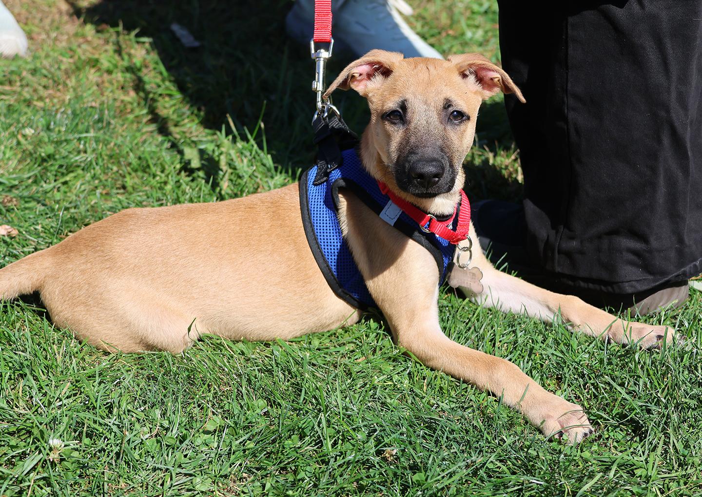 Enlarge Kira, a Adoptable mixed breed in Harrison, NY image 5/5