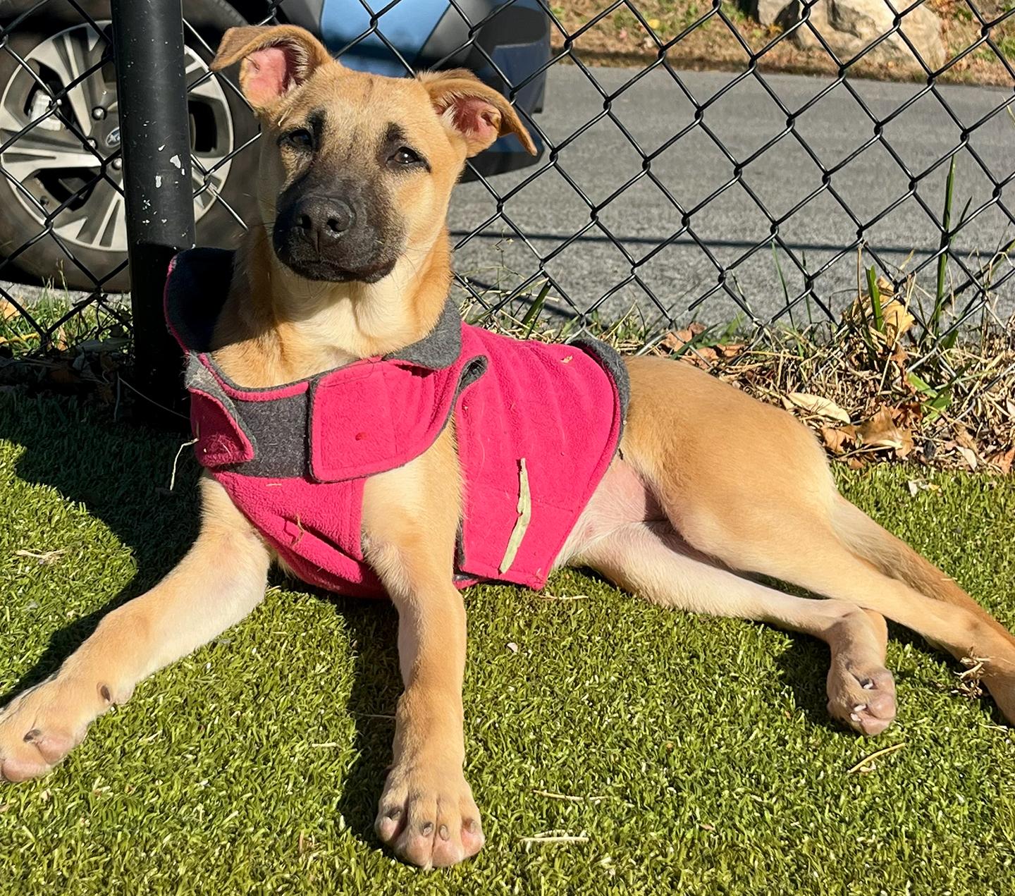 Enlarge Kira, a Adoptable mixed breed in Harrison, NY image 1/5