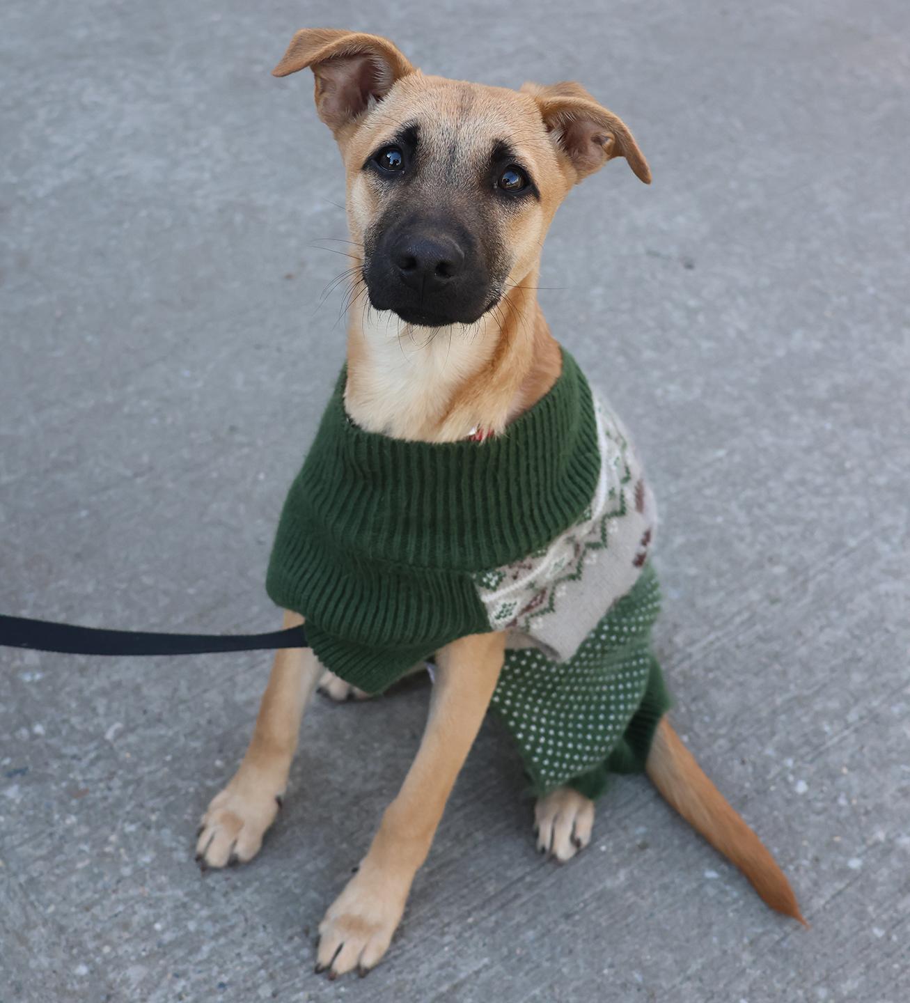 Enlarge Kira, a Adoptable mixed breed in Harrison, NY image 3/5