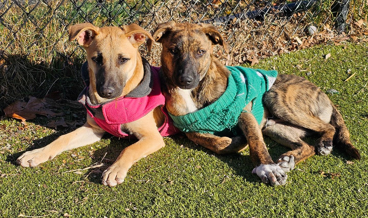 Enlarge Kira, a Adoptable mixed breed in Harrison, NY image 4/5