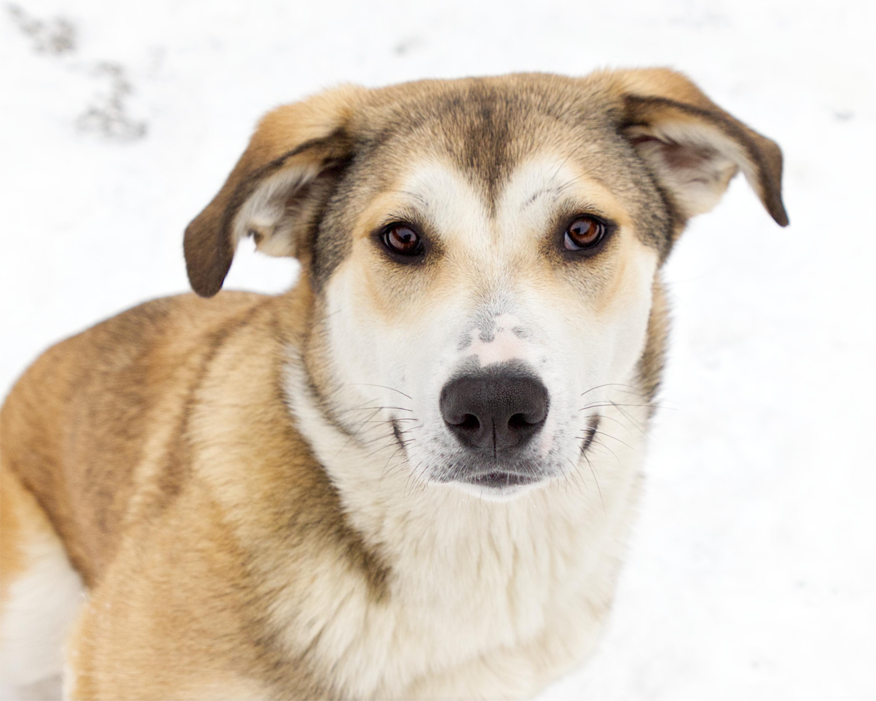 Amore, an adoptable mixed breed in Winnipeg, MB image 1/3