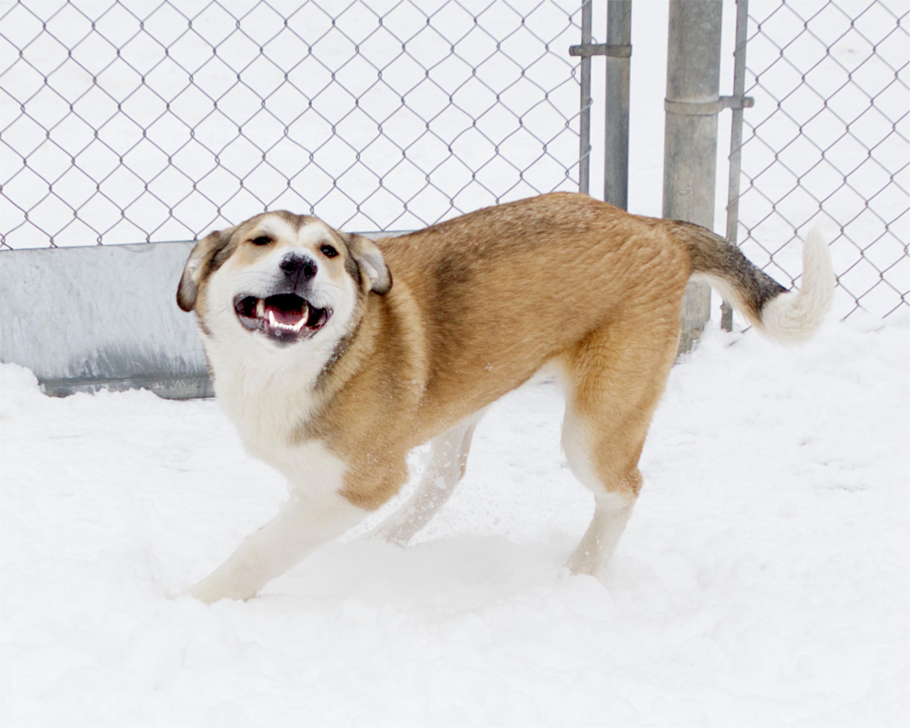 Amore, an adoptable mixed breed in Winnipeg, MB image 2/3