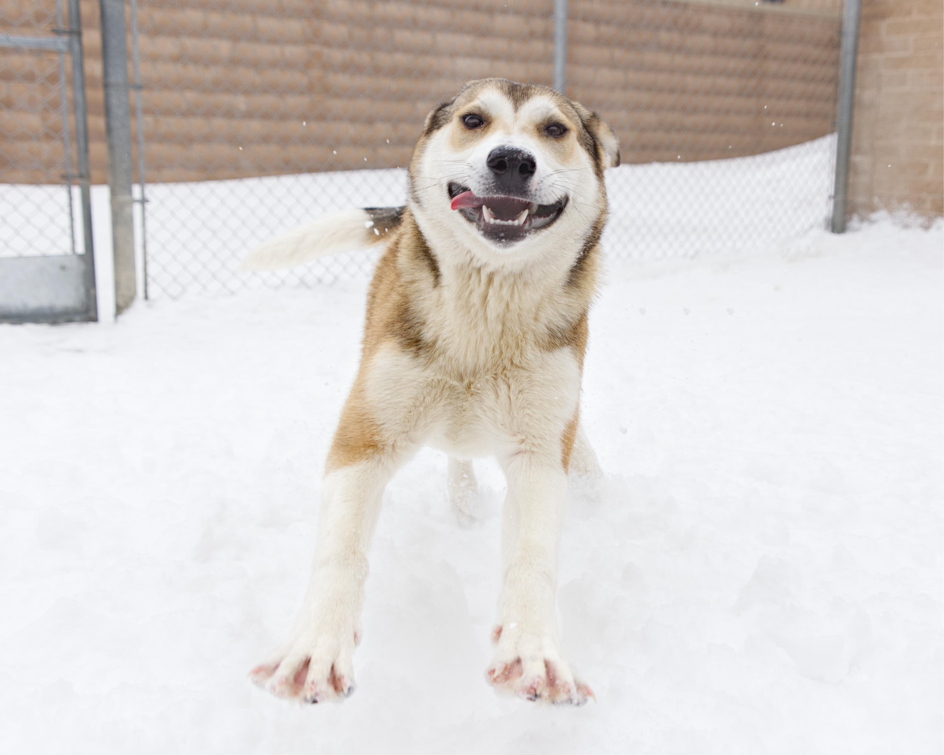 Amore, an adoptable mixed breed in Winnipeg, MB image 3/3