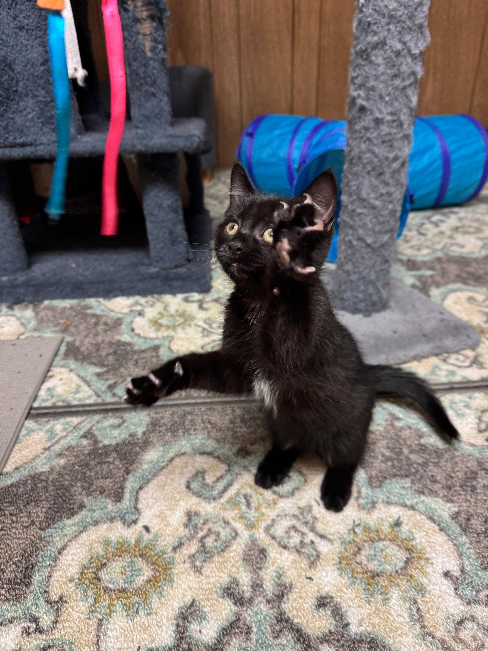 Levi, a Adoptable Bombay in Flint Hill, VA image 1/3