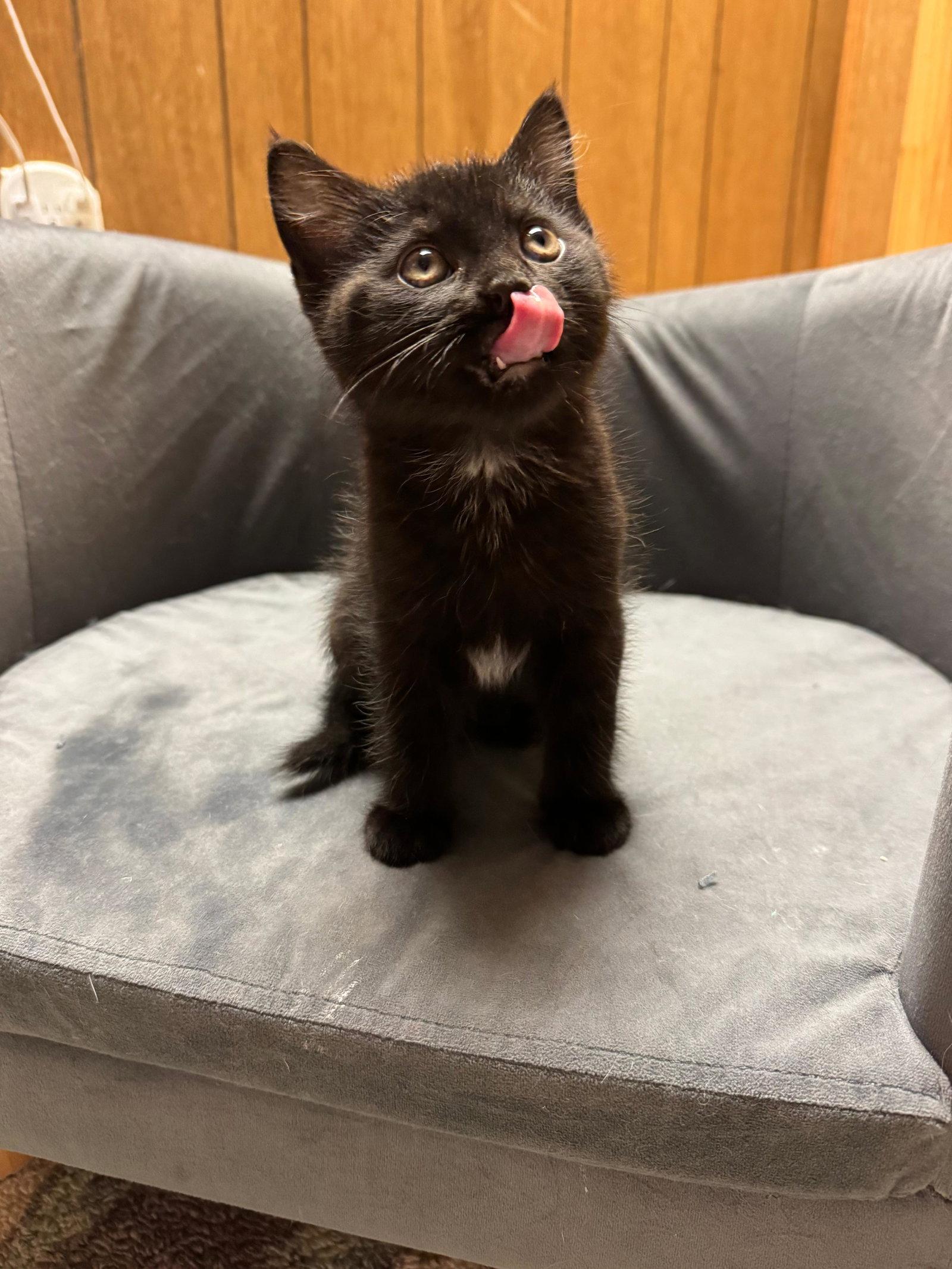 Levi, a Adoptable Bombay in Flint Hill, VA image 3/3