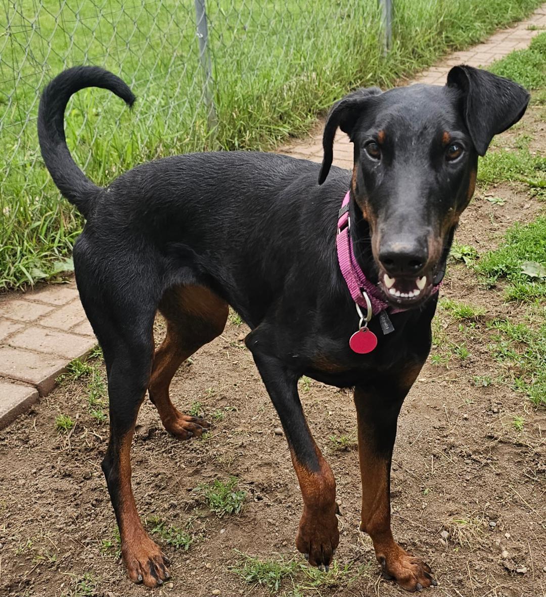 Enlarge Chili -Bonded Pair-Sponsored, a ADOPTABLE Doberman Pinscher in Lapeer, MI image 2/5