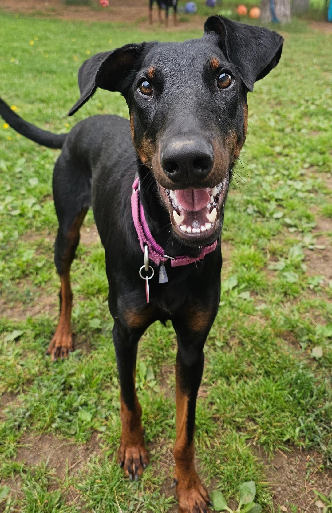 Enlarge Chili -Bonded Pair-Sponsored, a ADOPTABLE Doberman Pinscher in Lapeer, MI image 5/5