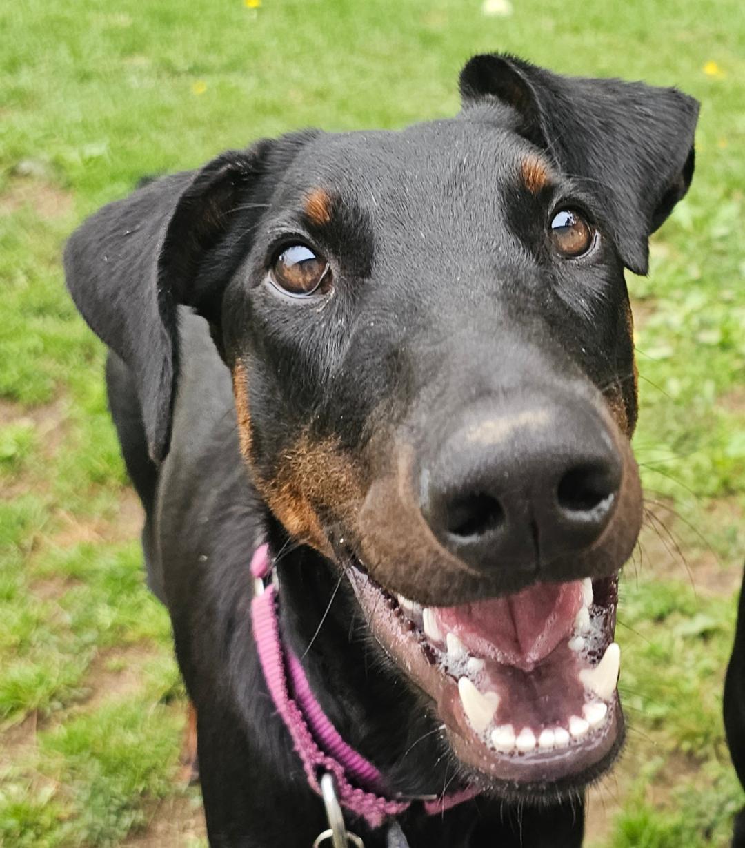 Chili -Bonded Pair-Sponsored, ADOPTABLE, Young Female Doberman Pinscher.