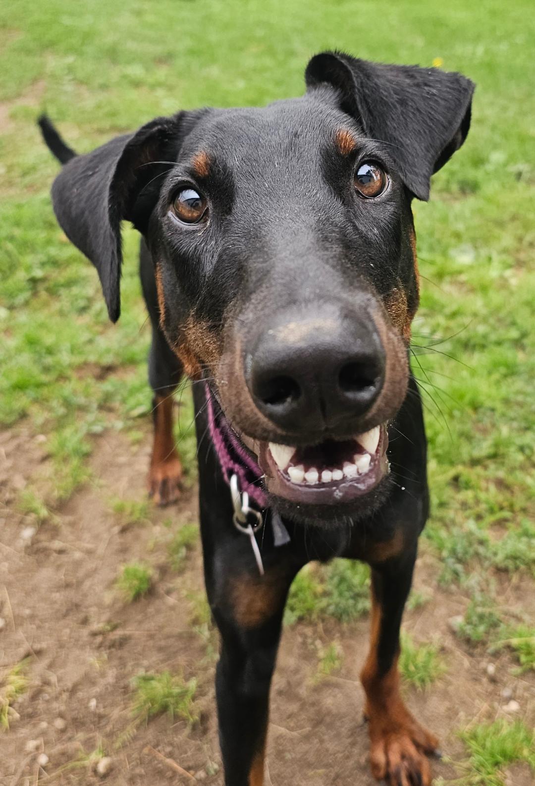 Enlarge Chili -Bonded Pair-Sponsored, a ADOPTABLE Doberman Pinscher in Lapeer, MI image 3/5