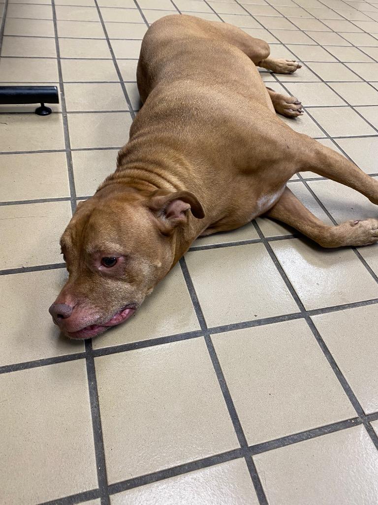 Charlie, Adoptable, Adult Female Pit Bull Terrier.