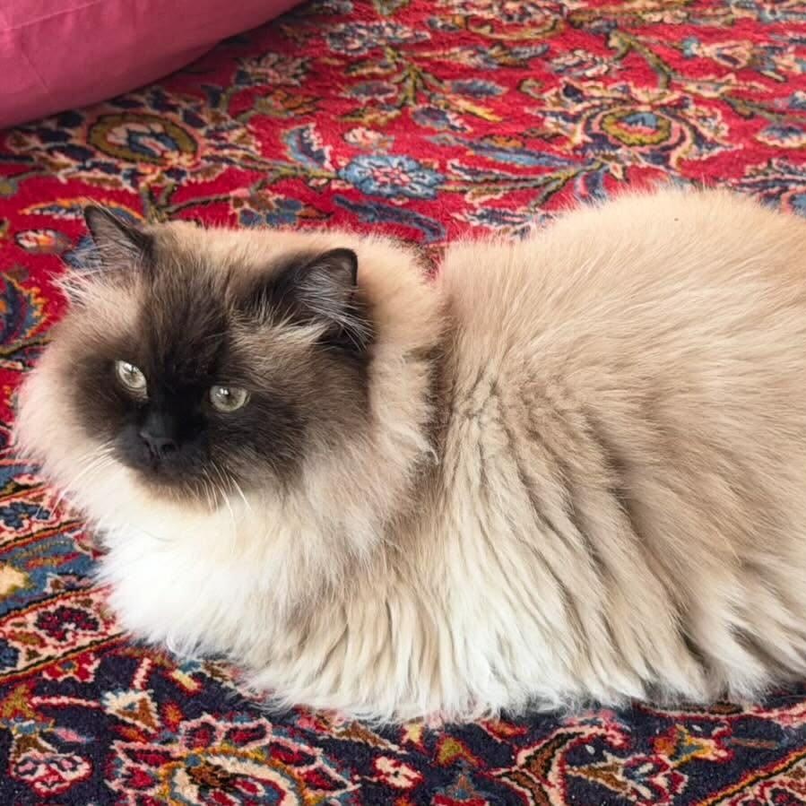 Oscar (chocolate point himalayn), adopted, Adult Male Himalayan.