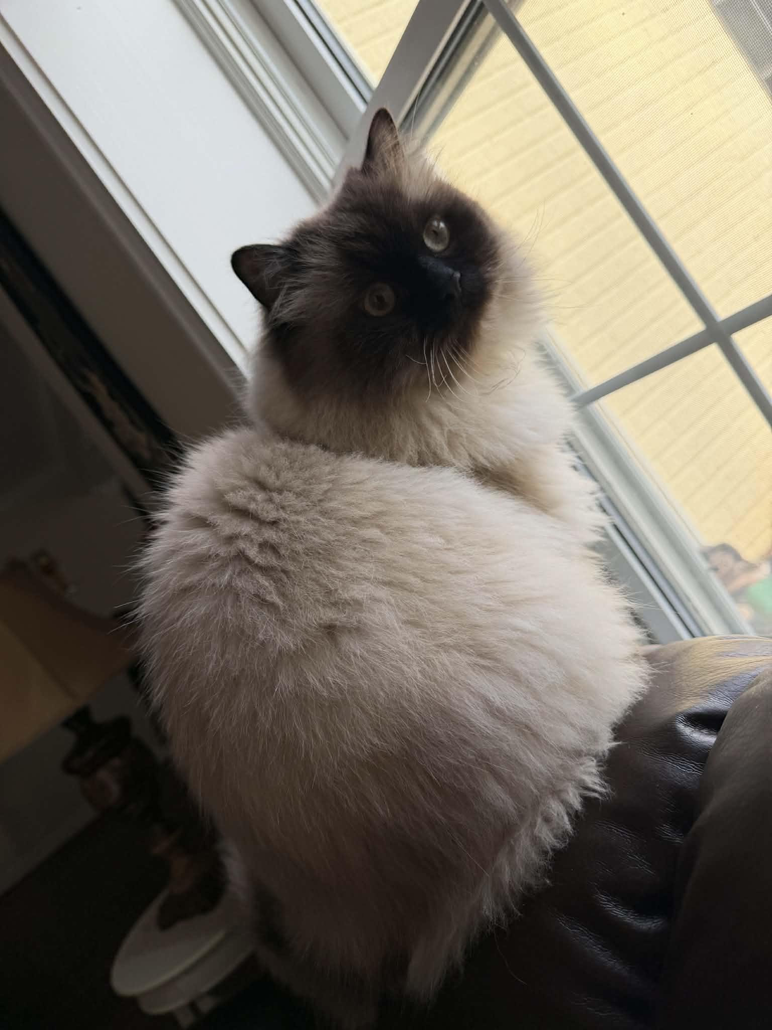 Enlarge Oscar (chocolate point himalayn), an adopted Himalayan in Woodmere, NY image 3/3