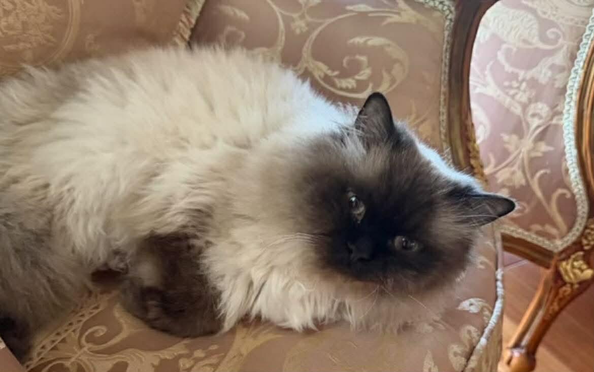 Enlarge Oscar (chocolate point himalayn), an adopted Himalayan in Woodmere, NY image 2/3