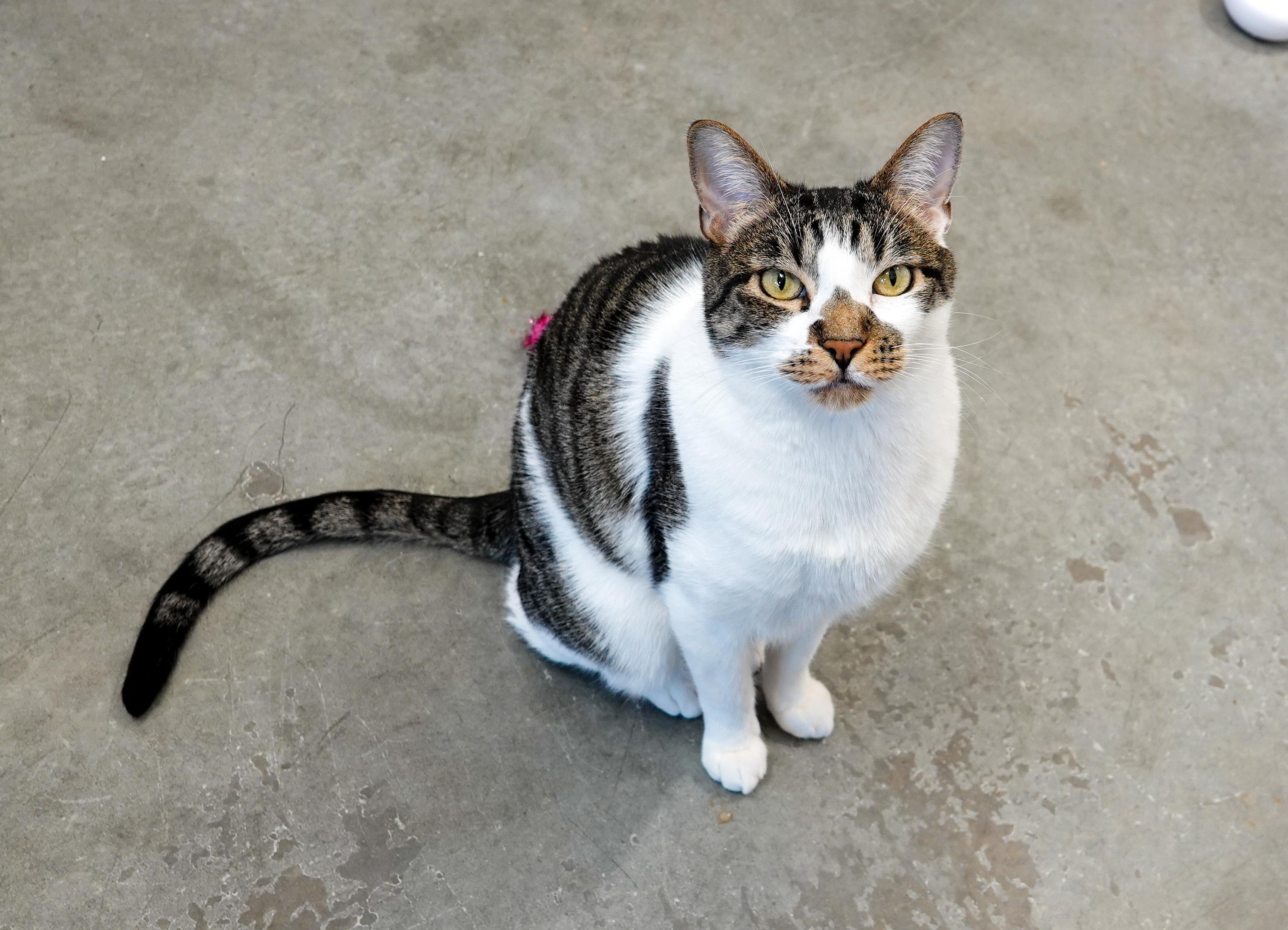 Munich, an adoptable Domestic Short Hair in Boise, ID, 83709 | Photo Image 5