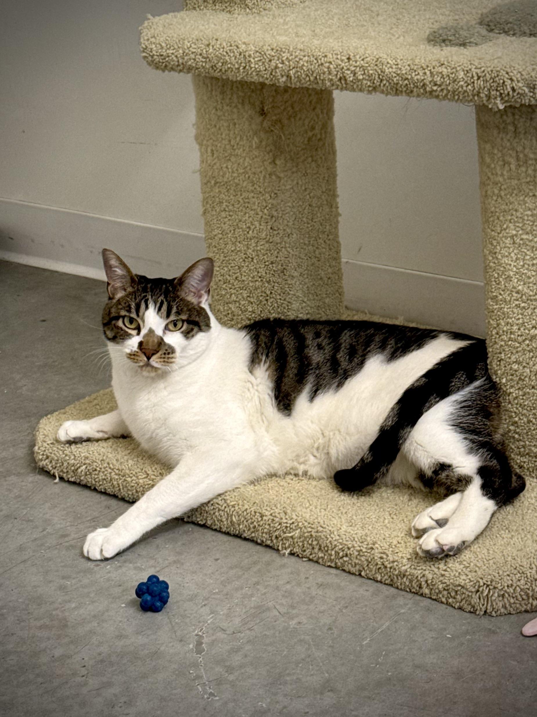 Enlarge Munich, an adoptable Domestic Short Hair in Boise, ID image 4/4