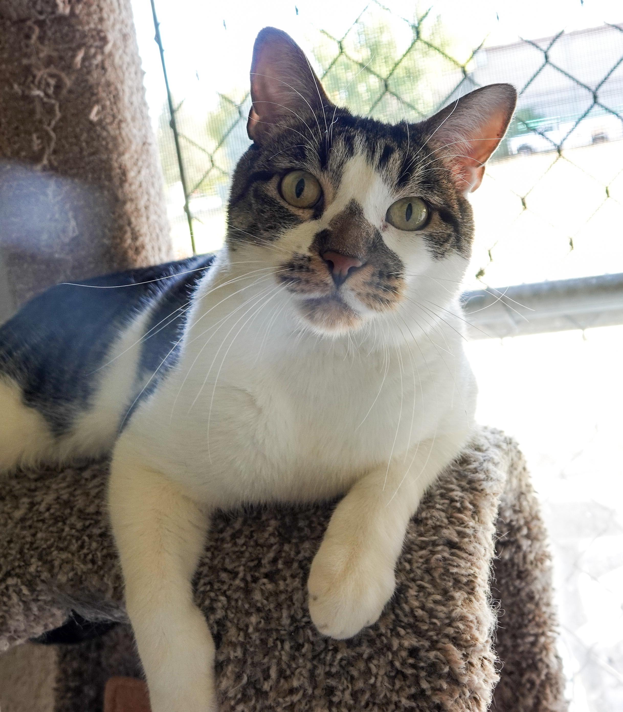 Munich, an adoptable Domestic Short Hair in Boise, ID, 83709 | Photo Image 6