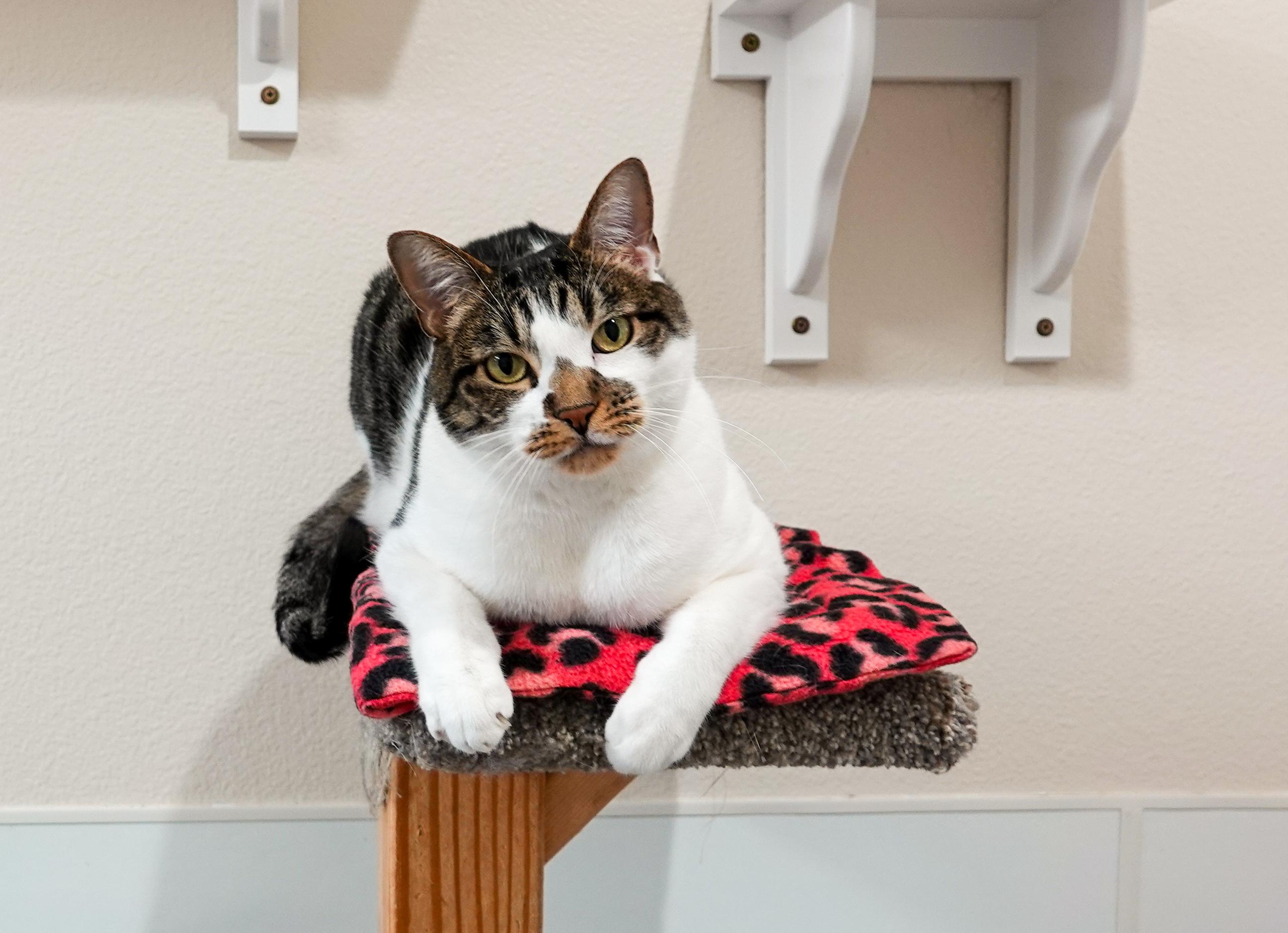 Munich, Adoptable, Adult Male Domestic Short Hair.