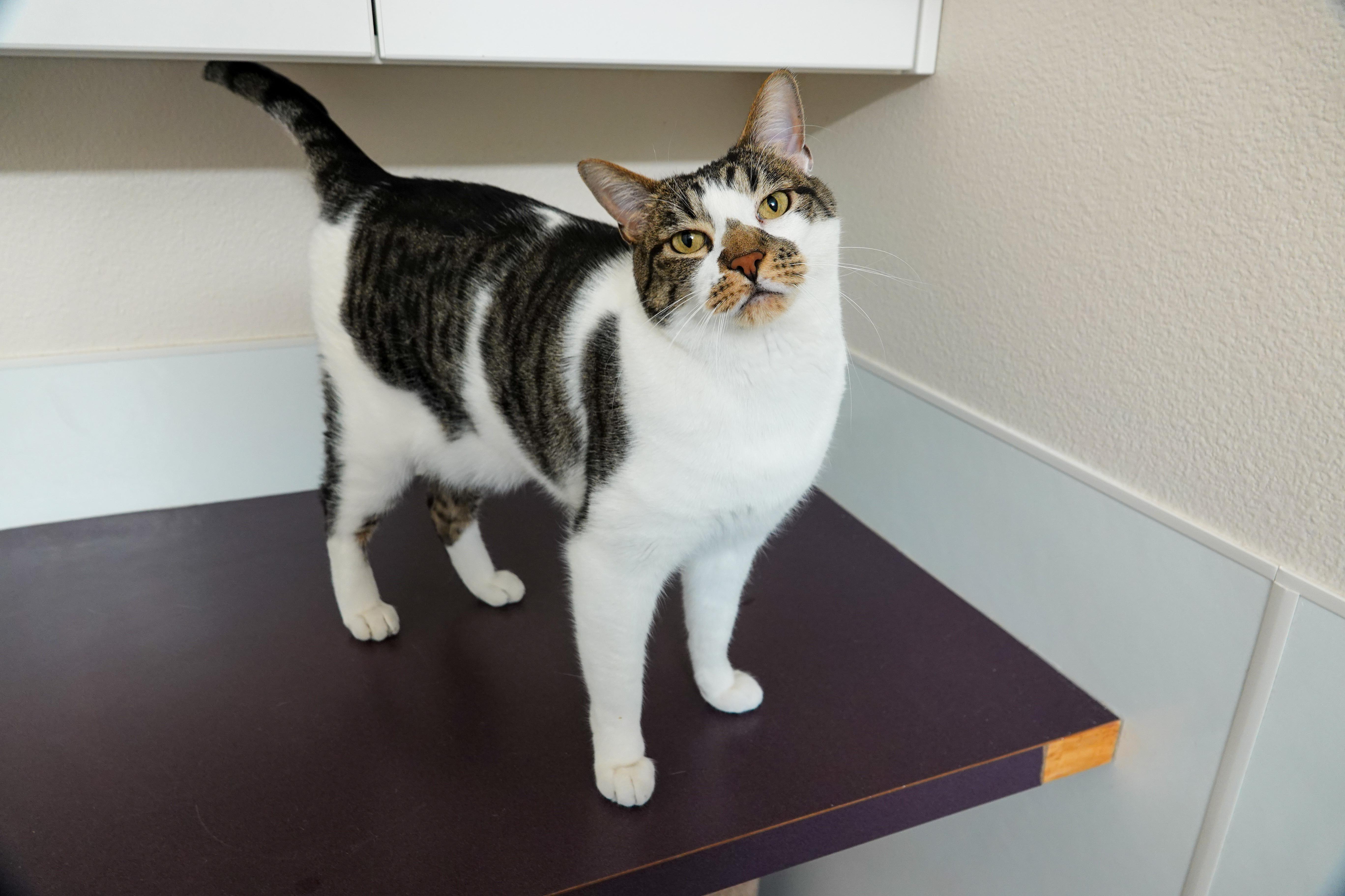 Enlarge Munich, an adoptable Domestic Short Hair in Boise, ID image 2/4