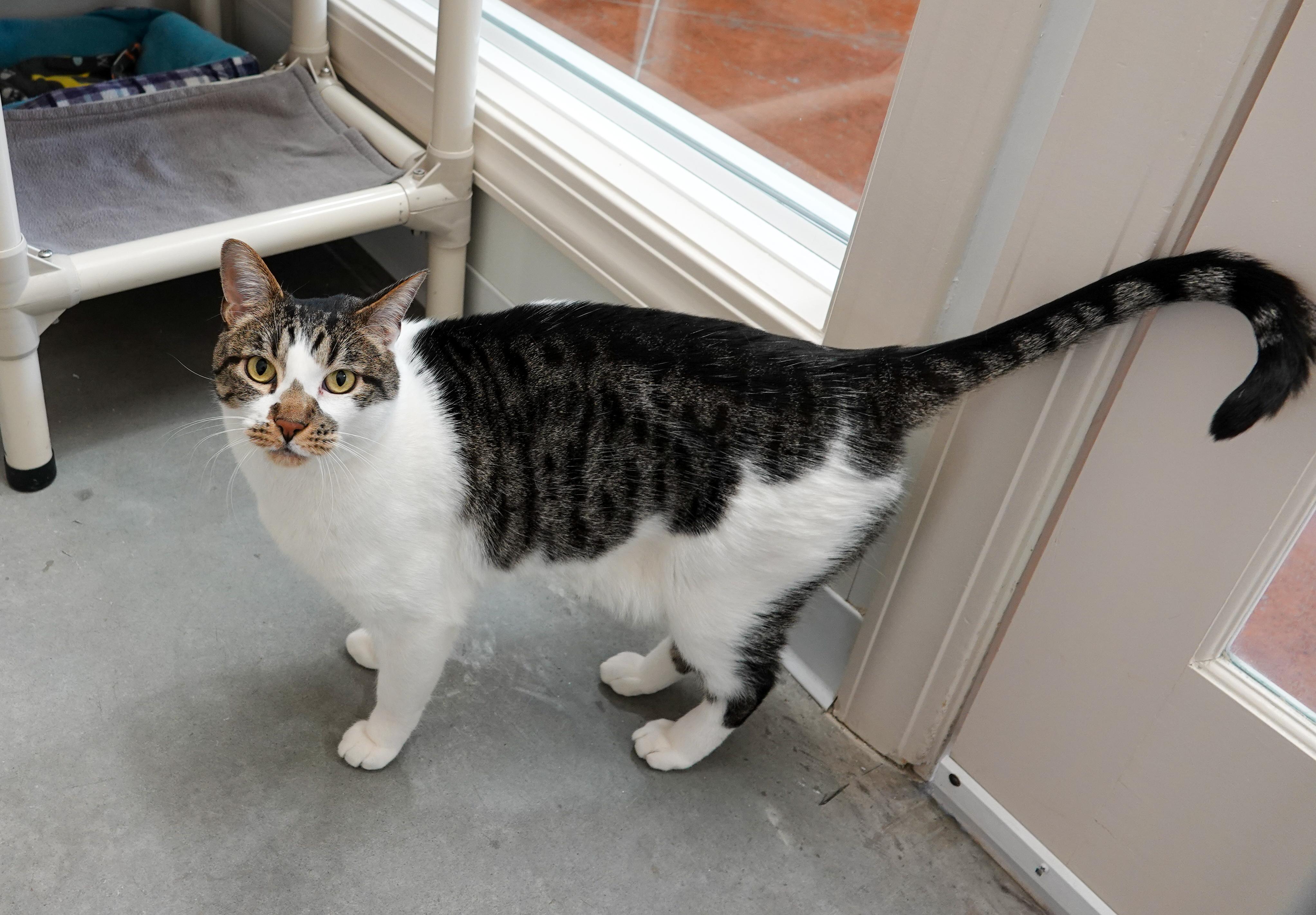 Enlarge Munich, an adoptable Domestic Short Hair in Boise, ID image 3/4