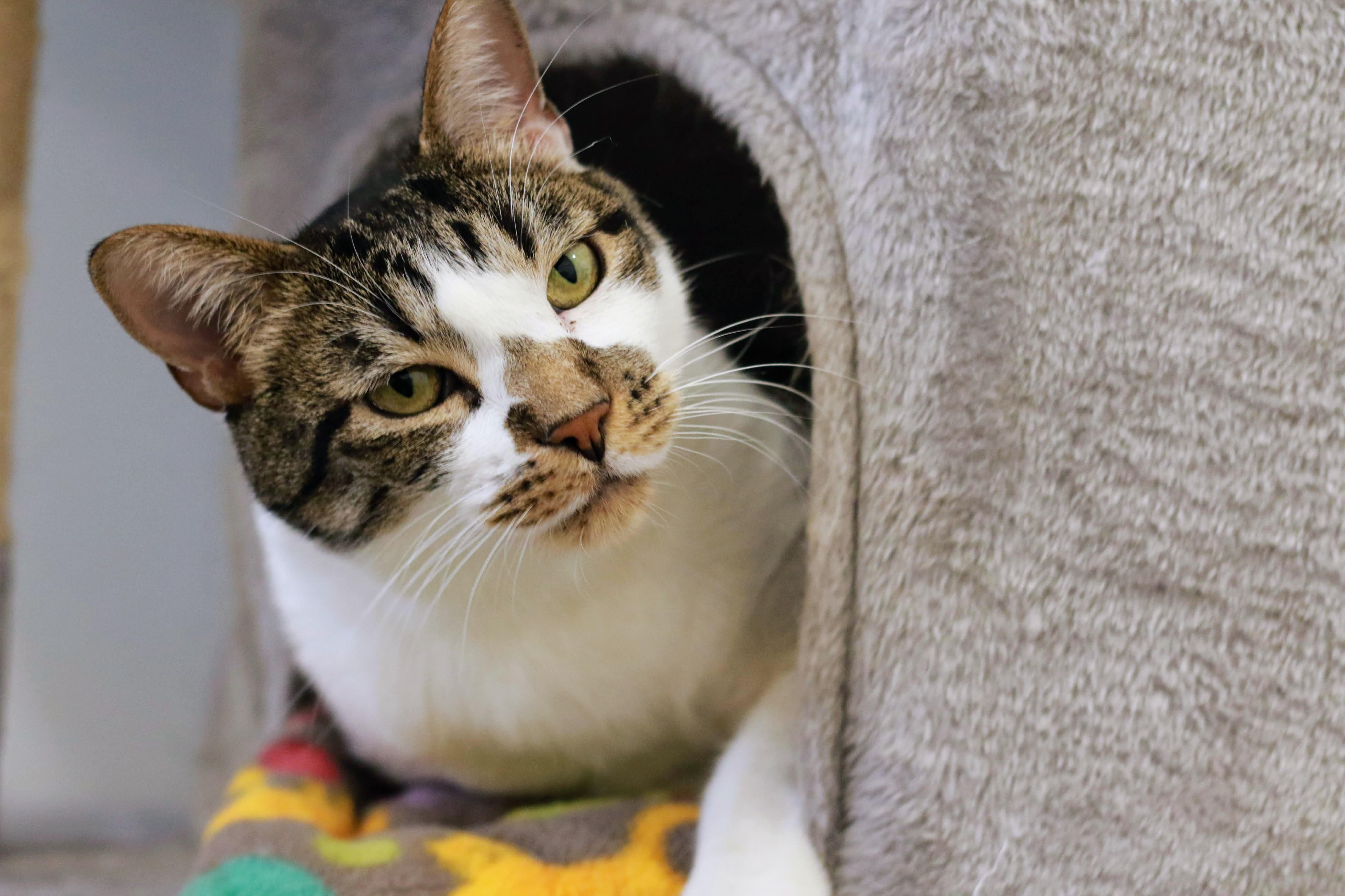 Munich, a Adoptable Domestic Short Hair in Boise, ID image 2/5