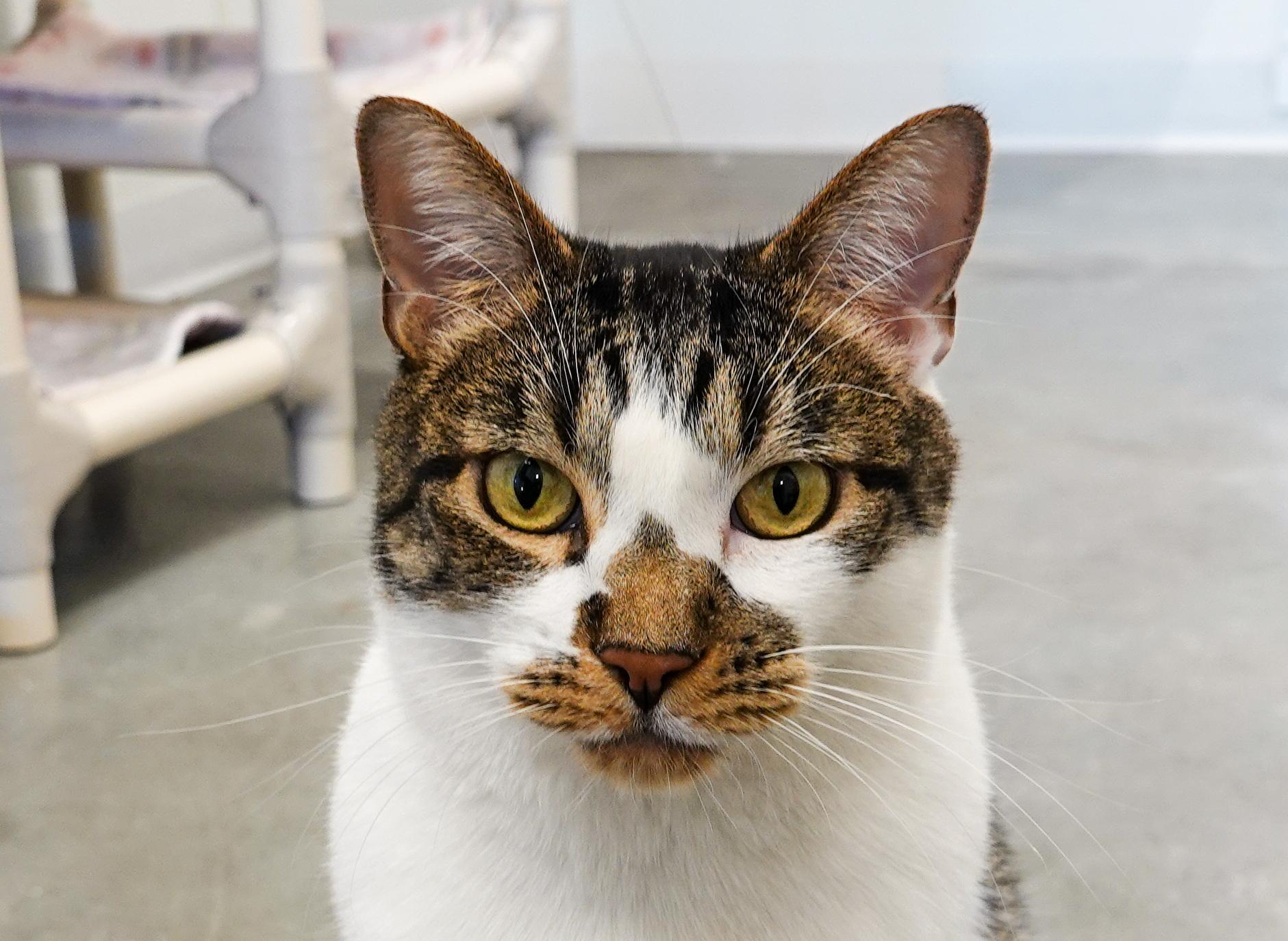 Munich, a Adoptable Domestic Short Hair in Boise, ID image 1/5